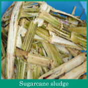 Sugarcane sludge