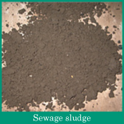 Sewage sludge
