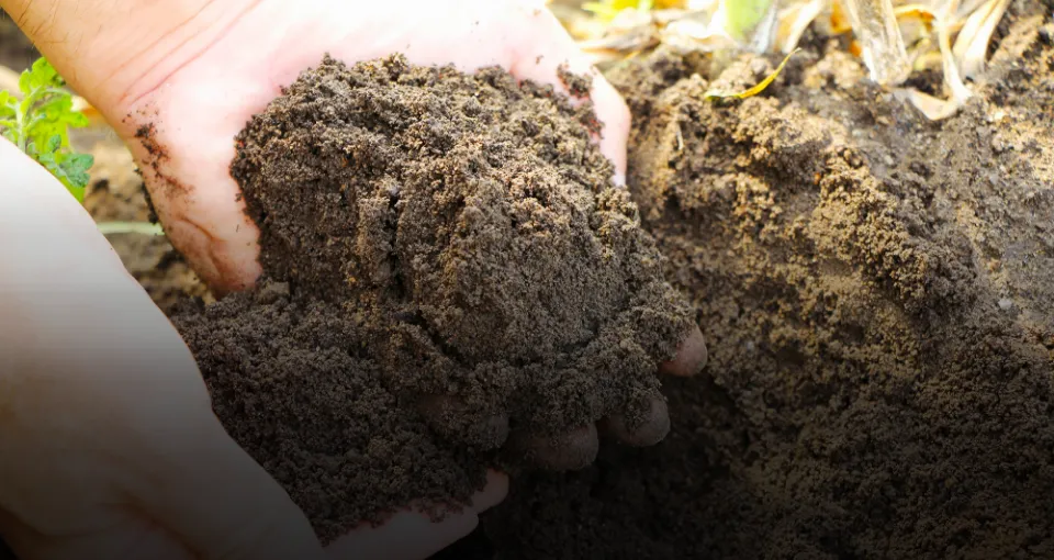 Organic Fertilizer